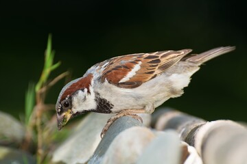 House sparrow, male drinking water. Czechia.