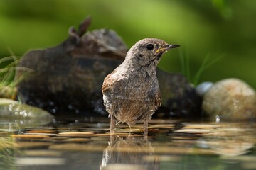 Juvenile black redstart ( Phoenicurus ochruros) standing in the water of a bird watering hole. Czechia.
