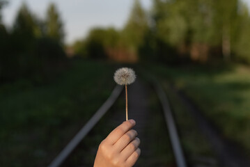 dandelion in a hand against the backdrop of the railway