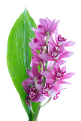 Purple cymbidium with green leave, isolated on transparent background