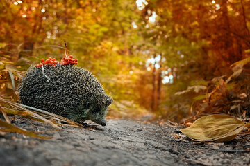 Cute hedgehog in autumn forest. Hedgehog (Erinaceus europaeus), wild prickly animal walking in forest, natural blurred background. save wild nature concept. Autumn season.