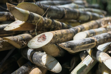 pile of cut sugar cane ready to be taken to the sugar cane mill. sick sugar cane with a red tip and with the beginnings of a borer worm. ripe sugar cane to make panela.