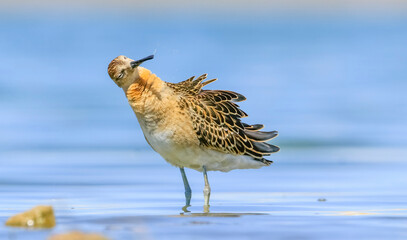 Ruff (Calidris pugnax) is a migratory species. It is a species that breeds in wetlands in the cold regions of Northern Eurasia, and winters in the tropics in the north, especially in Africa.