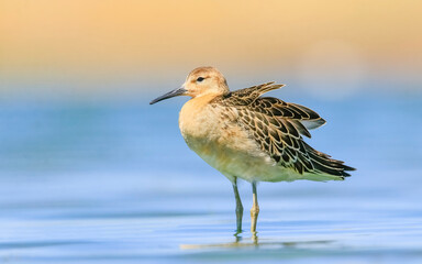 Ruff (Calidris pugnax) is a migratory species. It is a species that breeds in wetlands in the cold regions of Northern Eurasia, and winters in the tropics in the north, especially in Africa.