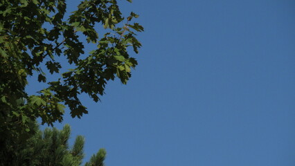 Fototapeta premium cielo azul