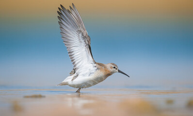 Curlew  Sandpiper (Calidris ferruginea) is It breeds in the plains of the Arctic sea at the north pole. It occurs in the northern parts of Asia, Europe and the Americas. 

