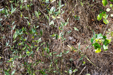 joli lézard vert camouflé dans les herbes sèches