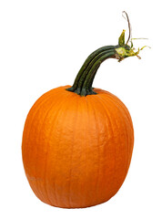 Isolated ripe orange fresh pumpkin