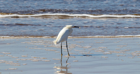 Photograph of a Snowy egret. The bird was found on the beach of Atlântida, in Rio Grande do Sul, Brazil.	