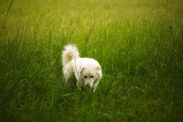 A maremma sheepdog on a small farm in Ontario, Canada.