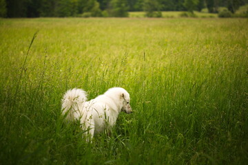 A maremma sheepdog on a small farm in Ontario, Canada.