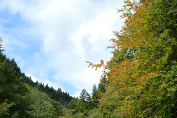 Naklejka premium Crowns of autumn trees. Autumn