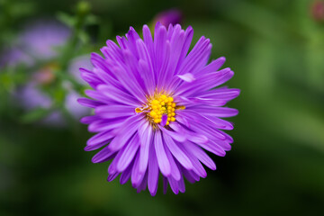 Obraz premium Symphyotrichum purpurea close-up. Beautiful bright purple autumn flowers bloomed in the garden. Natural floral macro background. Soft focus, motion blur. Asterales family, autumn daisy flower portrait