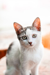 Fototapeta na wymiar white stray cat on a white background