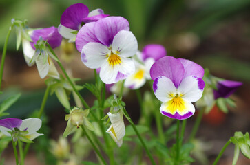 White-purple pansies close-up. Macro. Flowers