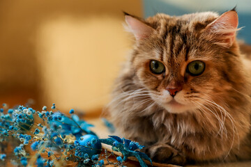 Happy New Year card with a beautiful green-eyed cat, festive greeting card, Christmas background