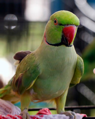 Fototapeta na wymiar lovely green ringneck parrot or parakeet in close up