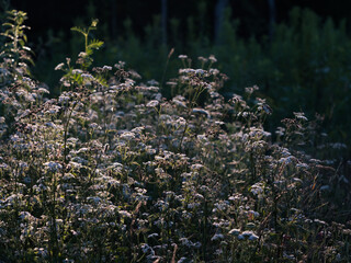 Białe, łąkowe kwiaty w promieniach letniego porannego słońca