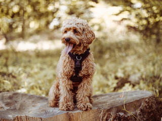 Cavapoo dog wearing black harness sitting steady with tongue out, looking to right. Female dog with curly fur sitting on the stomp in the woods.
