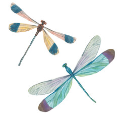 Dragonflies painted with watercolors isolated on a white background.