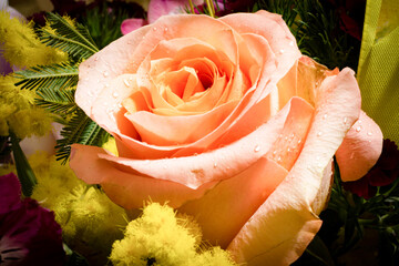 Pink rose in bouquet, with mimosa. Water drops detail on the petals