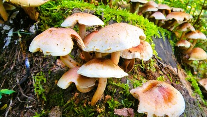 Mushroom VII