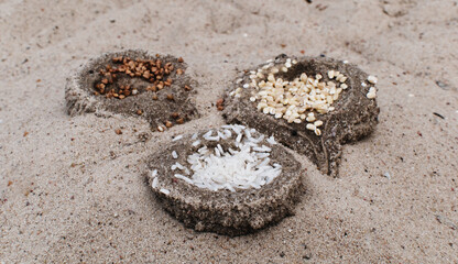 Grains of different cereals in the sand