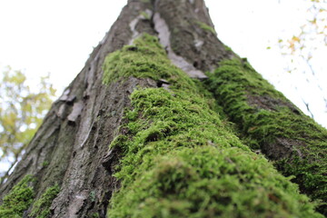moss on tree