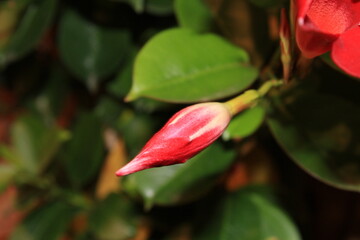 close up of red flower