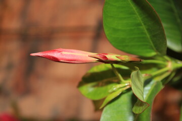 close up of red flower