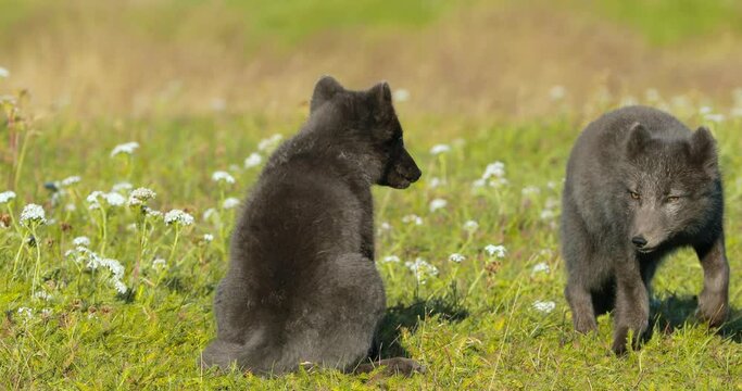 Pair of brown polar foxes wandering around on a beautiful sunny day.