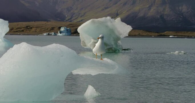 Medium shot of a seagull resting on an ice floe.