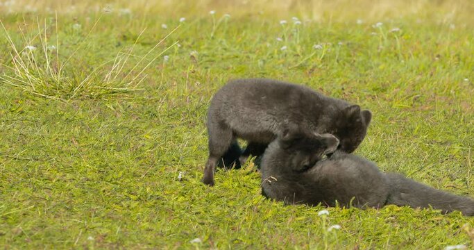 Two black polar foxes playing over green grass in Iceland.