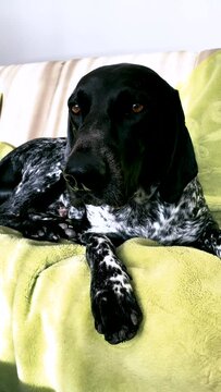 German short-haired pointer lying on the bed