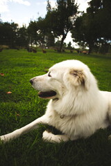 A maremma sheepdog on a small farm in Ontario, Canada.