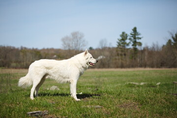 Obraz premium A maremma sheepdog on a small farm in Ontario, Canada.