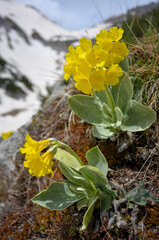 primula auricula blossoming in the bavarian alps