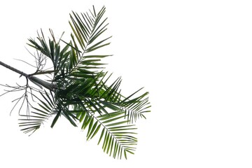 Tropical betel palm leaves on white isolated background for green foliage backdrop 
