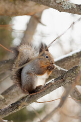 squirrel in the park, gray squirrel sits in the park on a tree in winter