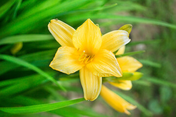 yellow lily on a blurry background of greenery