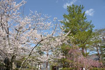 春の大覚寺　境内の桜　京都市右京区嵯峨