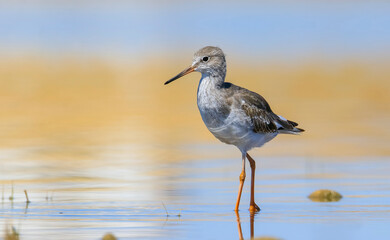 Common Redshank (Tringa totanus) is a migratory bird. It feeds on maggots and mollusks in wetlands in Asia, Europe, America and Africa.