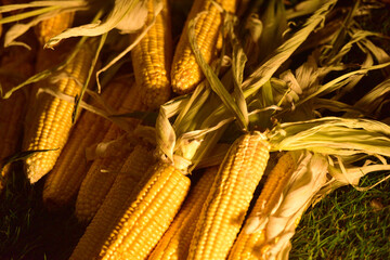 Some corncob as decoration at a garden fair