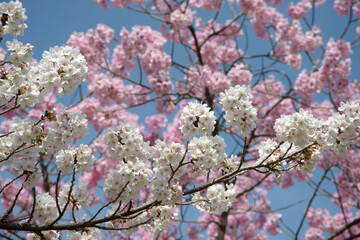 白とピンクの桜　花模様