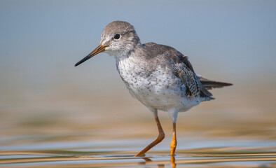 Common Redshank (Tringa totanus) is a migratory bird. It feeds on maggots and mollusks in wetlands in Asia, Europe, America and Africa.