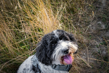 Portrait of a black and white cockapoo in a field