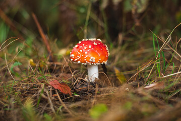 Fly agaric mushroom on green meadow