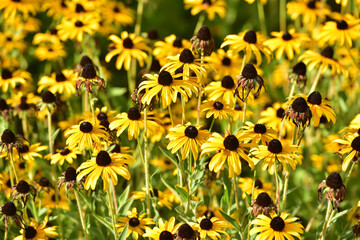 Field with Common Coneflowers