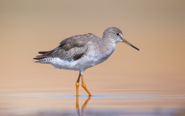 Common Redshank (Tringa totanus) is a migratory bird. It feeds on maggots and mollusks in wetlands in Asia, Europe, America and Africa.