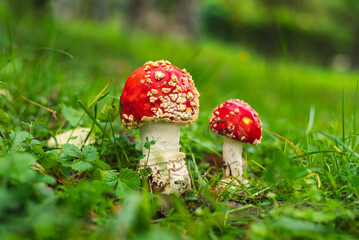 Fly agaric mushroom on green meadow